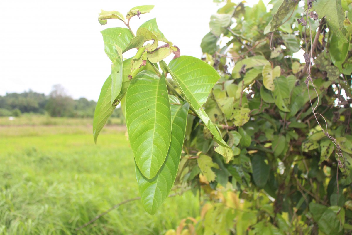 Combretum acuminatum Roxb.